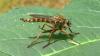 Tolmerus atricapillus